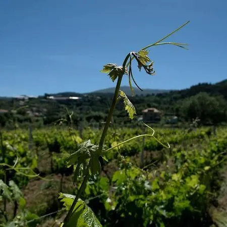 Quinta De Vodra Seia