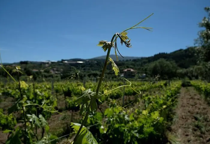 Quinta De Vodra Seia